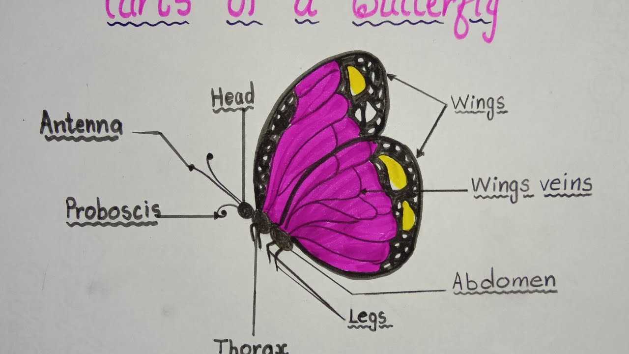 parts of a butterfly diagram