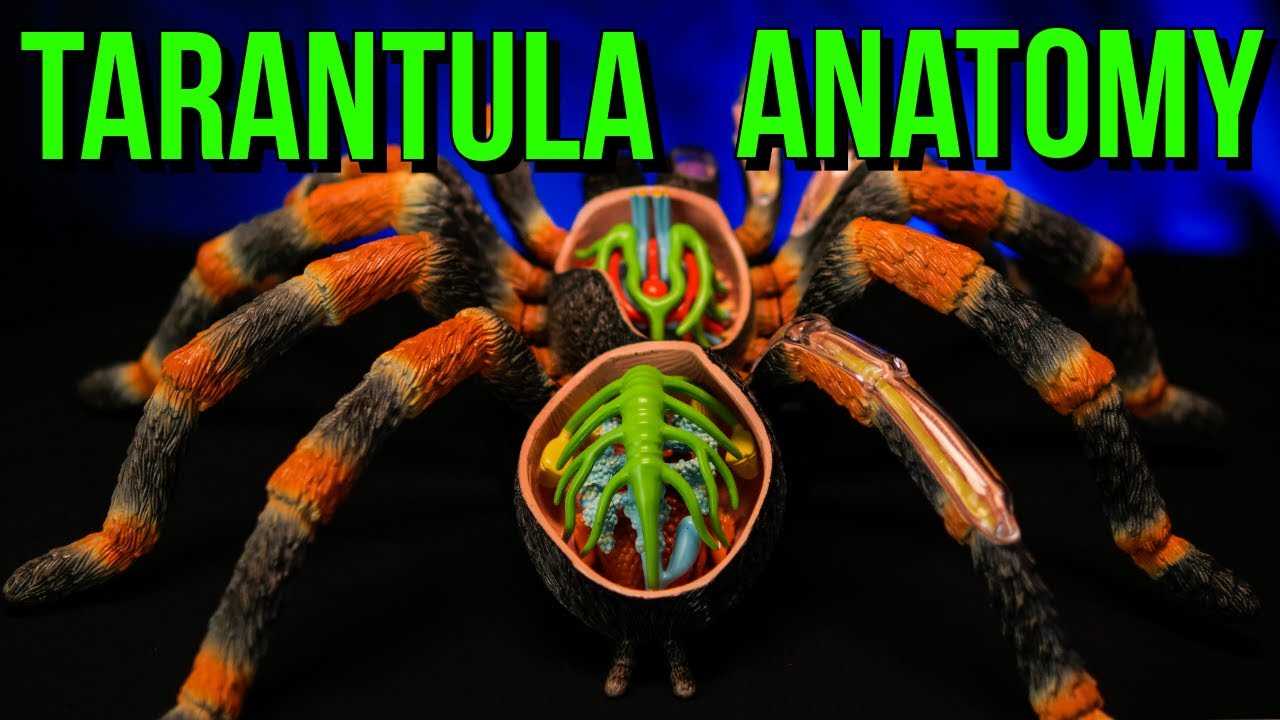 tarantula parts body diagram