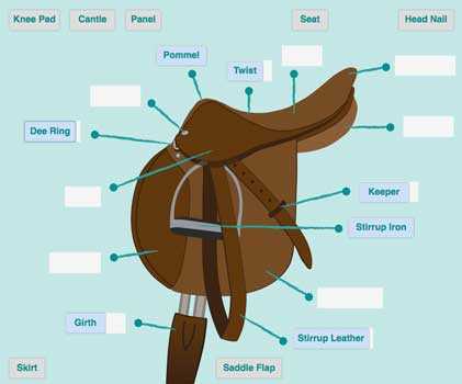 parts of a saddle diagram