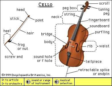 parts of a cello diagram