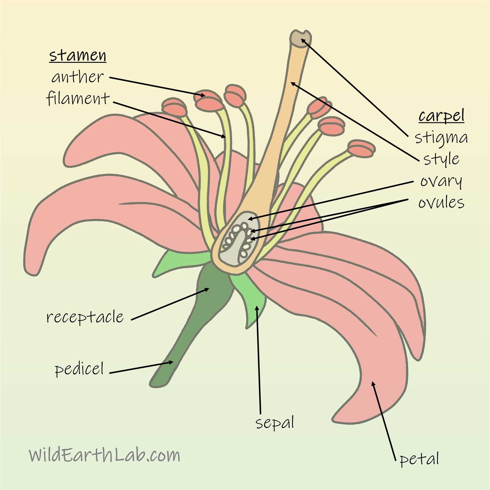 parts of a lily diagram