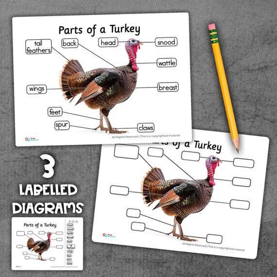 parts of a turkey diagram