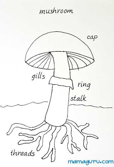 parts of a mushroom diagram