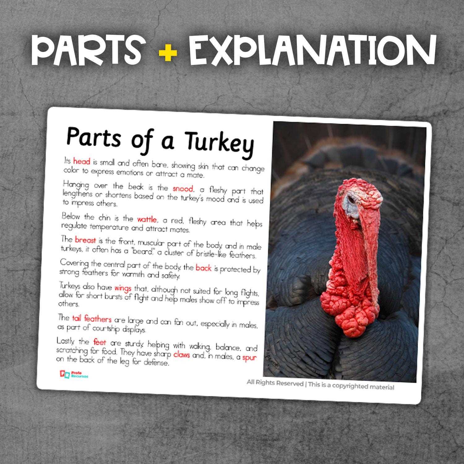 turkey body parts diagram