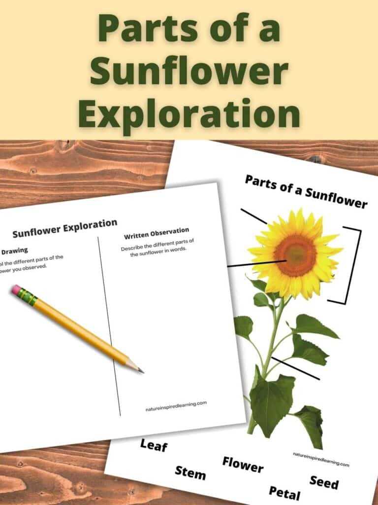 sunflower parts diagram