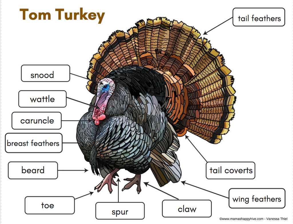 labeled parts of a turkey diagram