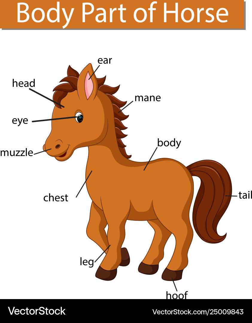 horse parts diagram