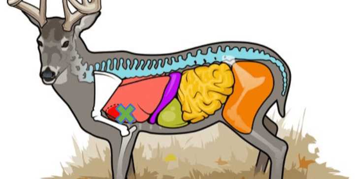 deer body parts diagram