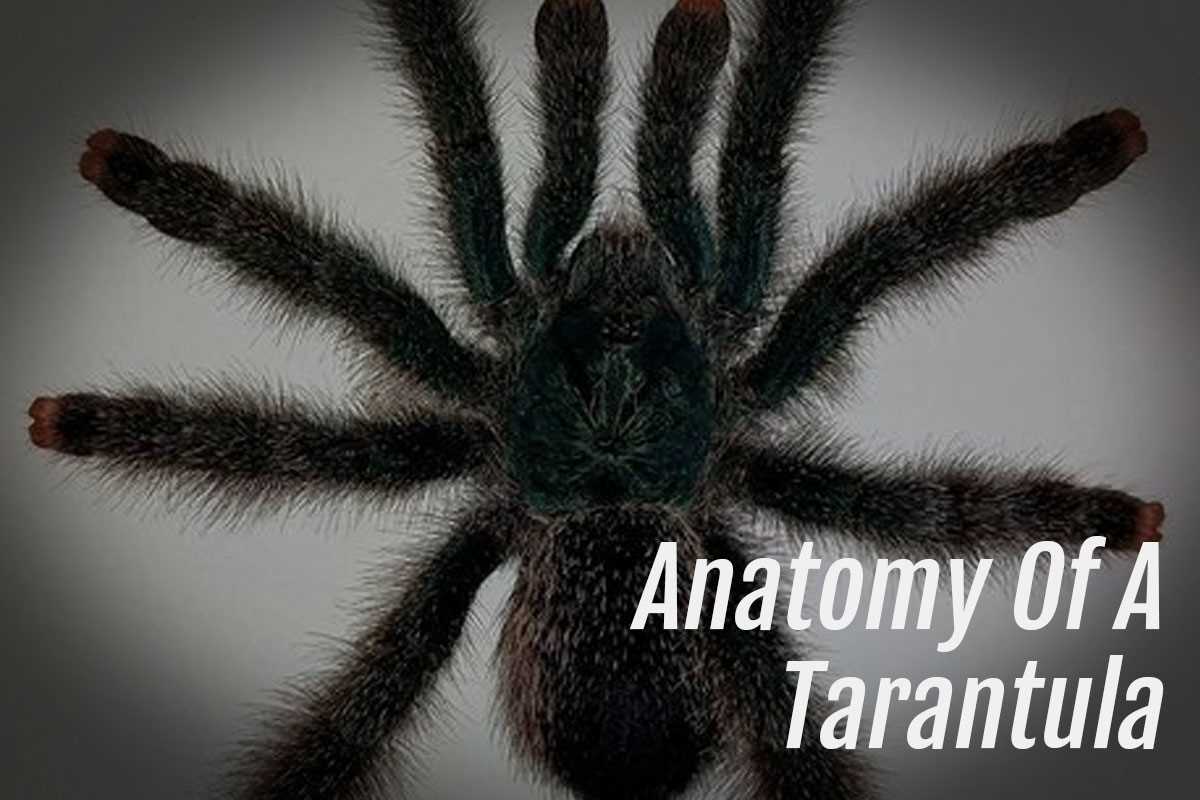 tarantula parts body diagram