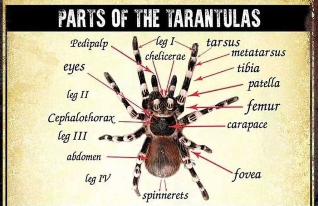 tarantula parts body diagram