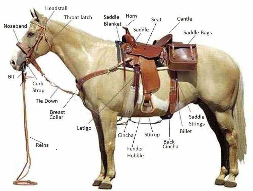 parts of a saddle diagram