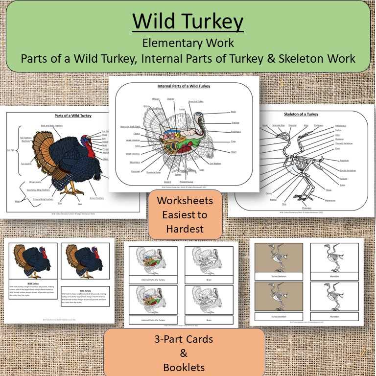 turkey body parts diagram