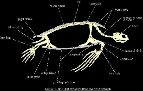 turtle parts diagram