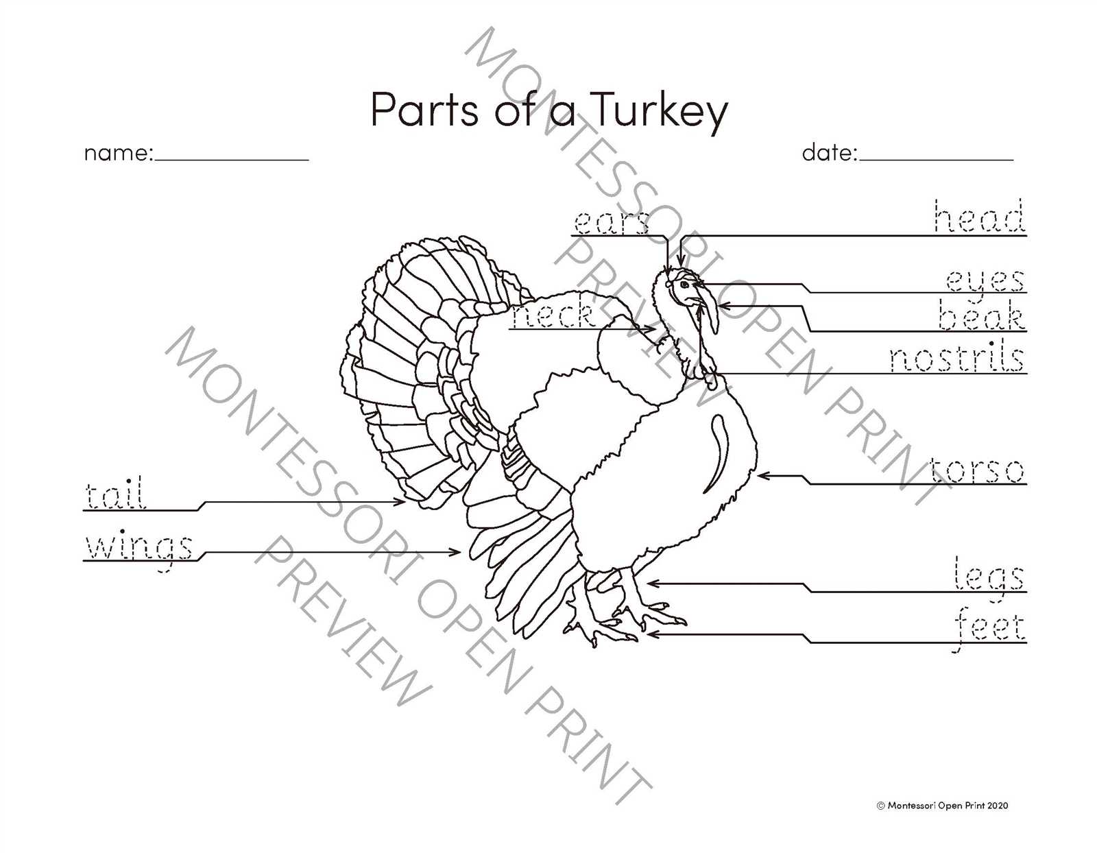 parts of a turkey diagram