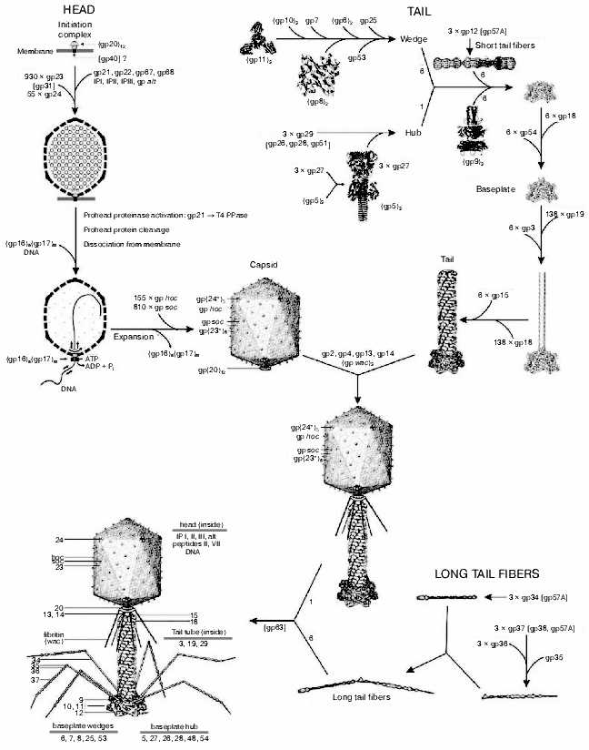 king kutter fm 60 y parts diagram