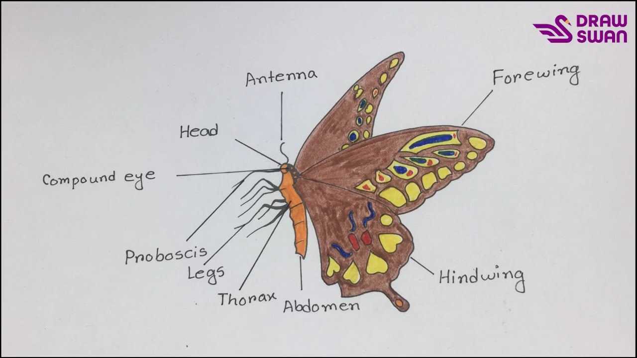 butterfly parts diagram