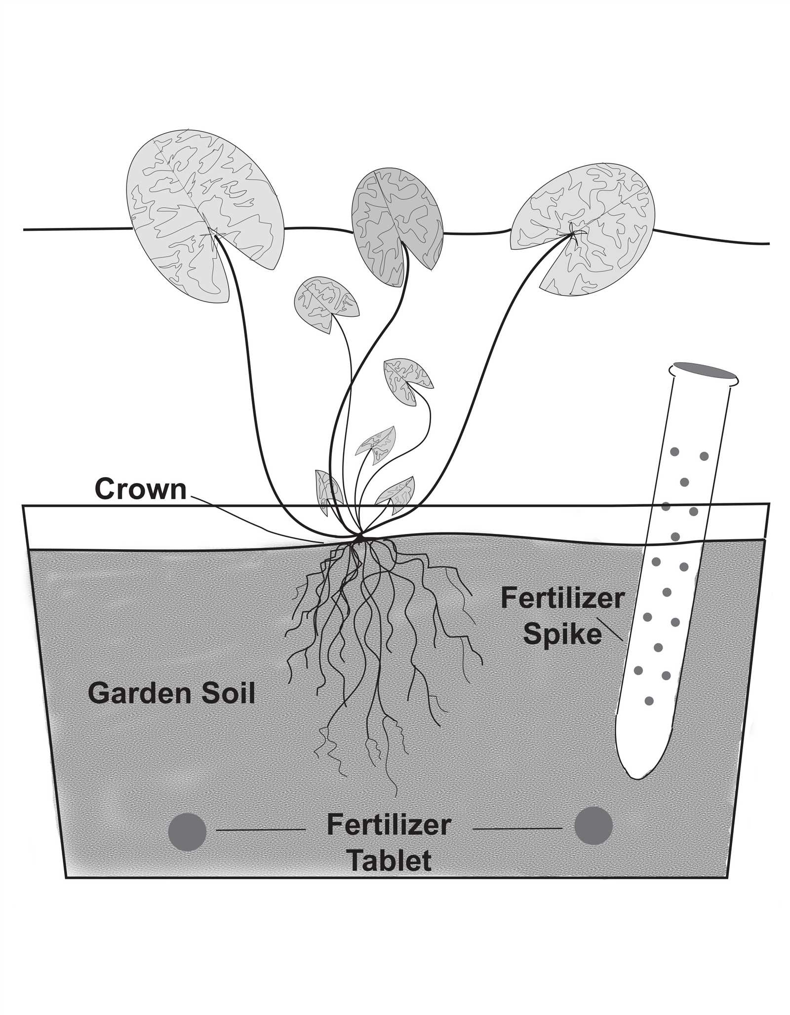 parts of a lily diagram