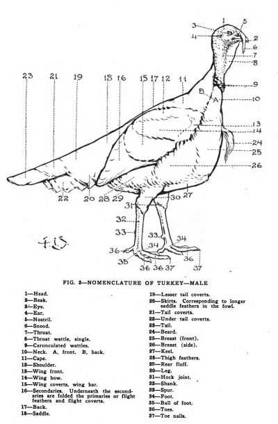 diagram parts of a turkey