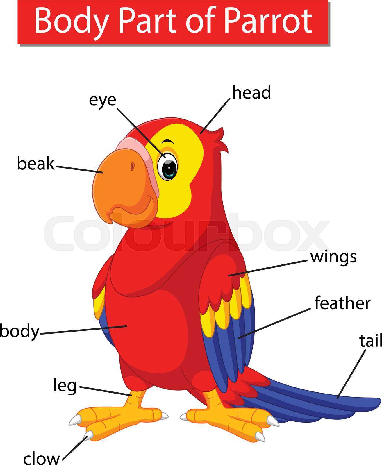 bird parts diagram