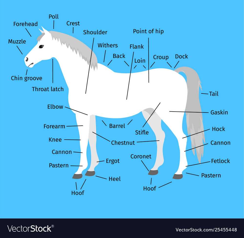 horse diagram of body parts