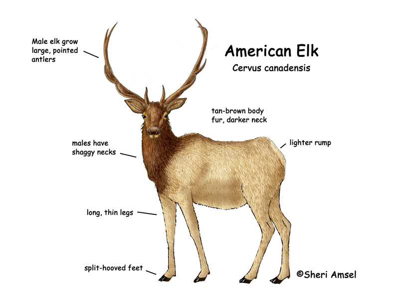 deer body parts diagram