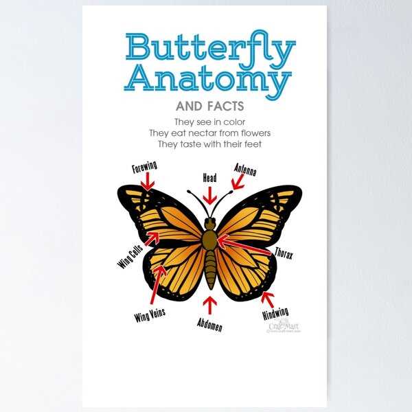 butterfly parts diagram