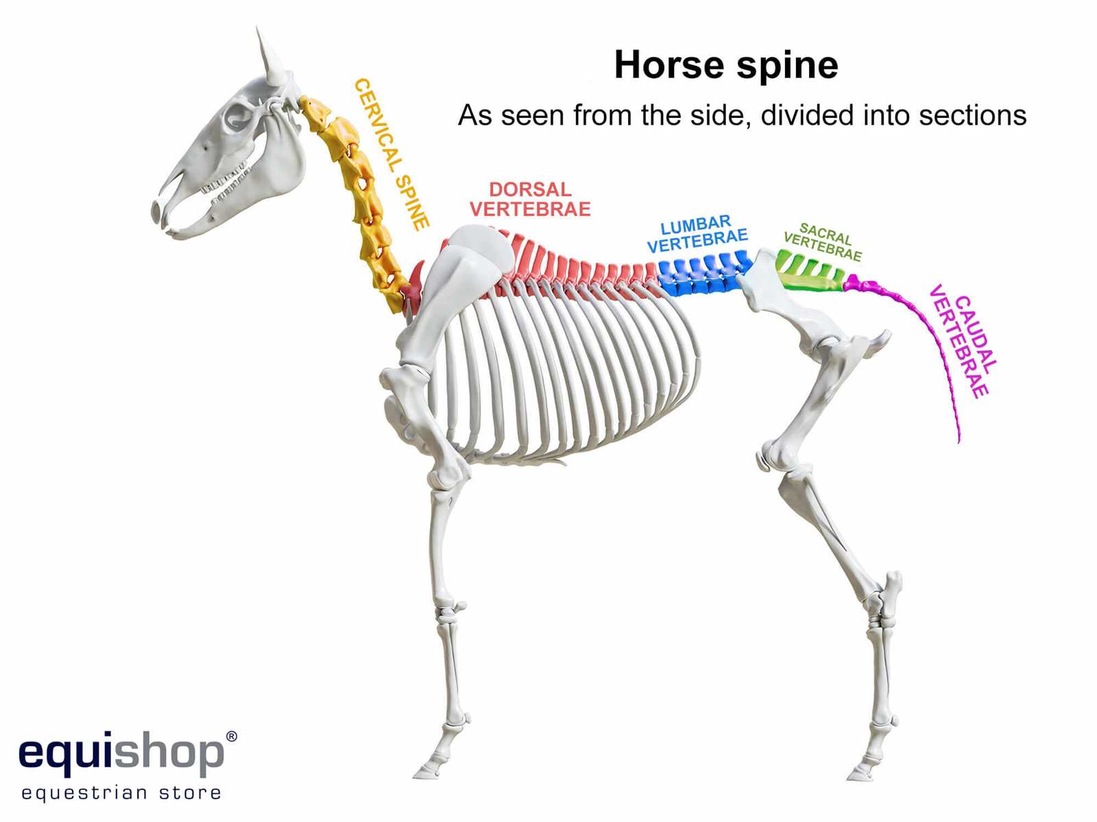 body parts of a horse diagram