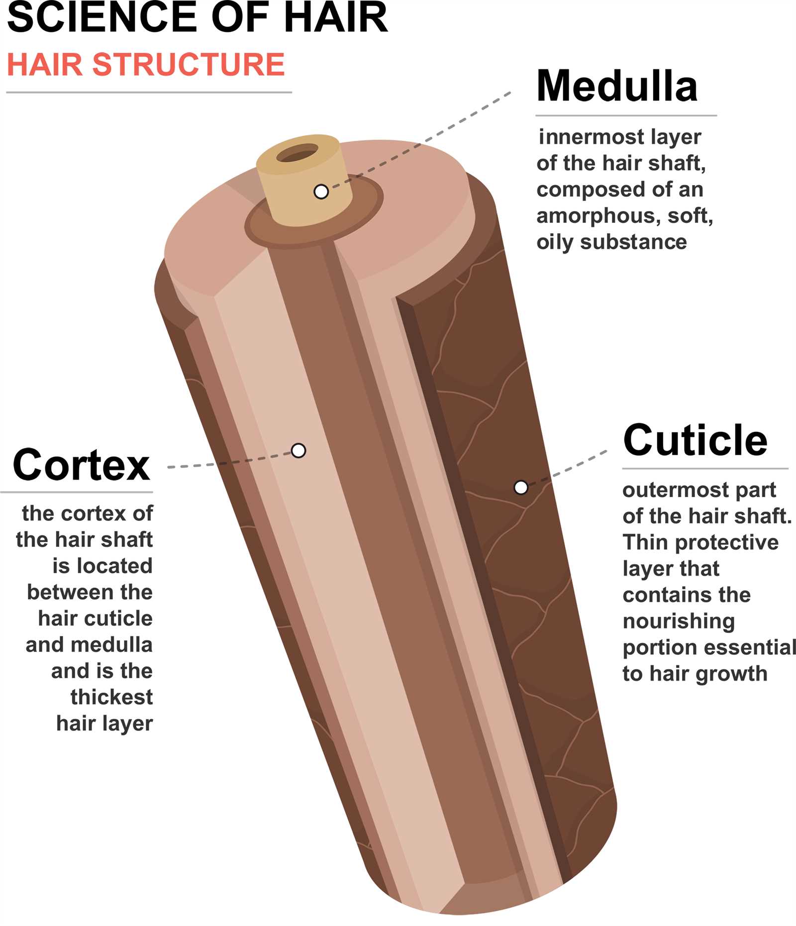 hair parts diagram