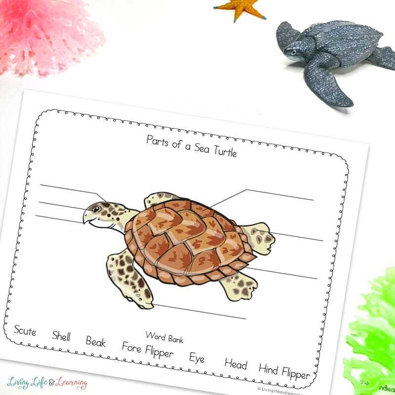 turtle parts diagram