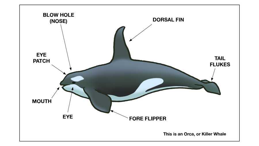 parts of a dolphin diagram